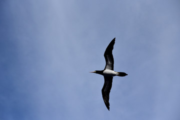 Blue sky, on the sunny day, with flying seabird Brown Booby. 
