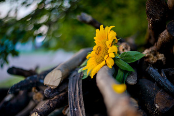 sunflower on tree branches