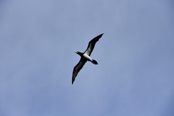 Blue sky, on the sunny day, with flying seabird Brown Booby. 