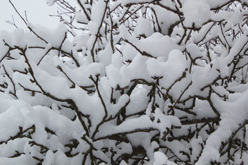Branches of bushes in snow. Winter weather. Black and white nature image
