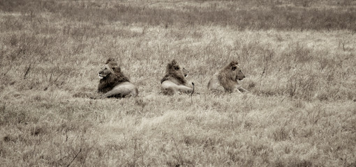Ngorongoro y Tarangire