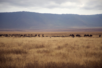 Fototapeta na wymiar Ngorongoro y Tarangire