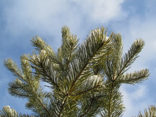 Pine tree against the blue sky. Sprigs of pine in the snow. Wintry forest scene on a clear sunny day.