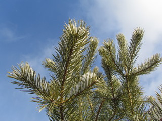 Pine branches against a clear blue sky. Close-up. Sunny winter day in the coniferous forest landscape.