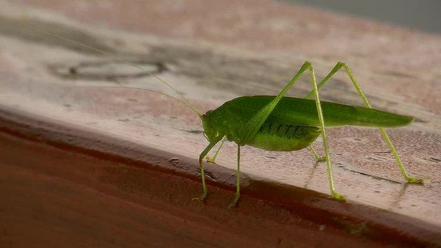 Langsam befreit sich dieses Gottesanbeterin-M&auml;nnchen von der morgentlichen Steife (Makro)