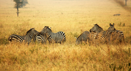 Fototapeta na wymiar Serengueti