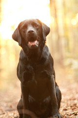 Labrador Retriever