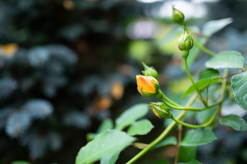 Young rose buds on the bushes in the garden, unopened flowers in the spring