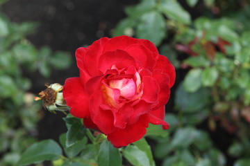  薔薇　ばら　希望