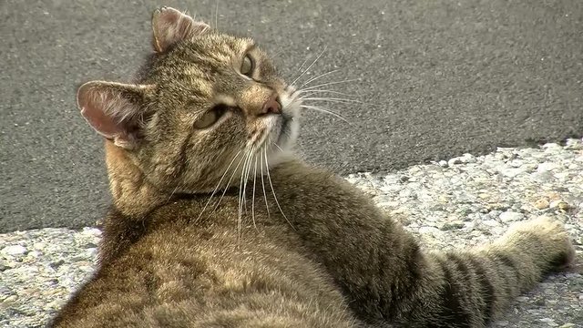Ein kurzer Blick in die Kamera  - mehr ist vom grau getigerten Kater nicht zu haben (Nahaufnahme)