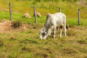 Touro Nelore IMG_9393