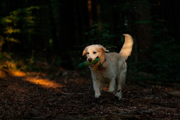 Golden Retriever