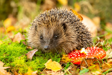 Hedgehog in autumn,  (Scientific name: Erinaceus Europaeus) wild, free roaming hedgehog, taken from...