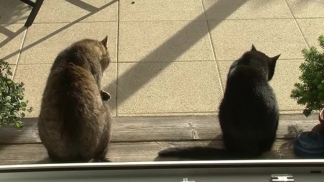 Als w&auml;ren die graue und die schwarze Katze trainiert um die Fellpflege synchron zu gestalten