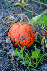 Obraz premium orange pumpkin grows on the ground in a vegetable garden