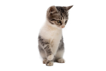 Little cat isolated on white background.