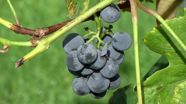 Eine Traube mit blauen reifen Weinbeeren bewegt sich im Wind (Nahaufnahme, Kamerazoomfahrt)