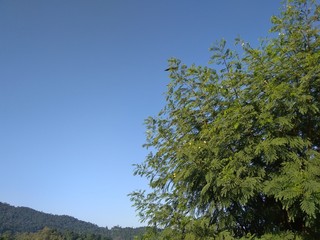 Obraz premium tree in the mountains