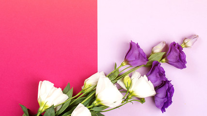 Eustoma flowers on colorful trendy background. Copy space, top view. Spring floral mockup, copy space
