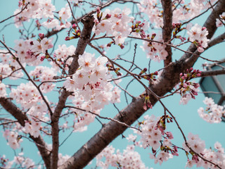 桜