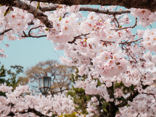 桜