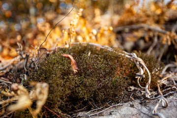 moss on a tree