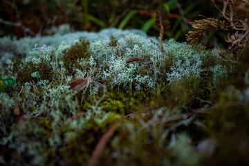 green moss on a tree