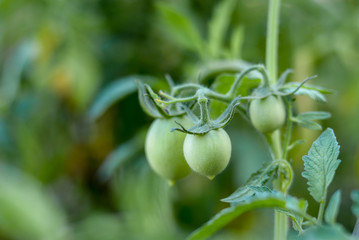 green tomatoes grow on a branch