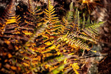 fern in forest
