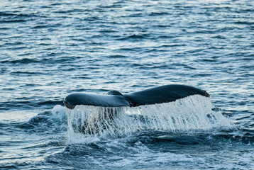 Humpback whale diving,Megaptera novaeangliae,Antártica.