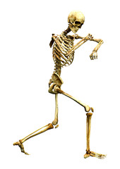 3D Rendering Human Skeleton on White