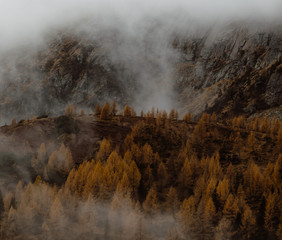 orange larch trees on side of mountain in fog