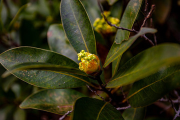 Obraz premium flower