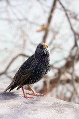 Striking black bird in Paris, France