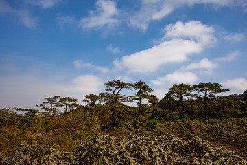 tree in a field
