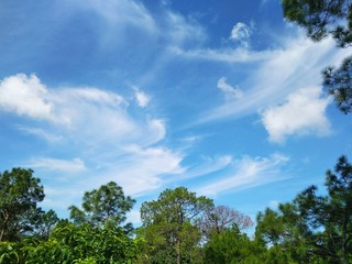 Obraz premium trees and sky