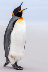 Obraz premium King Penguin - Volunteer Point - Falkland Islands