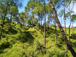 trees in the forest