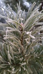 frost-covered pine branches, winter