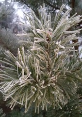 frost-covered pine branches, winter