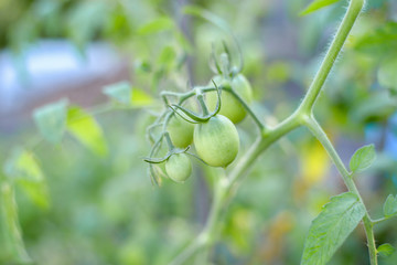 green tomatoes grow on a branch