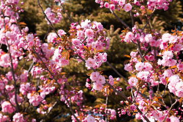 Beautiful sakura flowers on a clear day in Hokkaido, Japan.