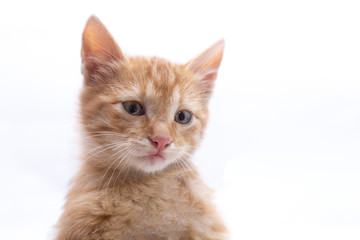 Portrait of a cat, isolated on white.