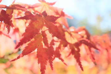 軟らかい日差しを浴びる真っ赤に紅葉したモミジ