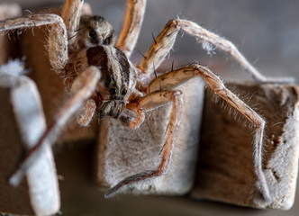 spider wolf in a native habitat