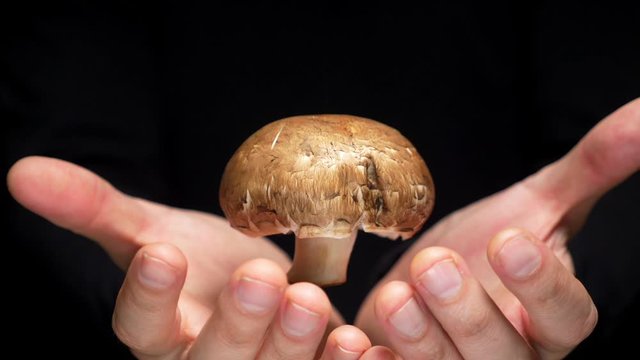 levitation concept. hands hold and release champignon mushroom on a black background. champignon soars in the air.