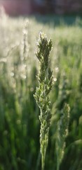morning dew on green grass in the sun's rays