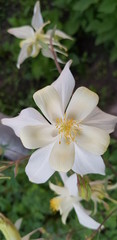 Obraz na płótnie Canvas delicate white flower, macro photography