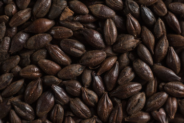 Black roasted malt for alcohol production. Roasted Barley background. Top view