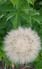 dandelion, blowball. white flower, macro